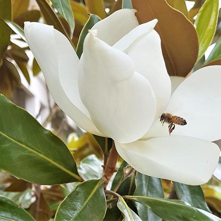 Healesville House - Magnolia House Eksteriør bilde